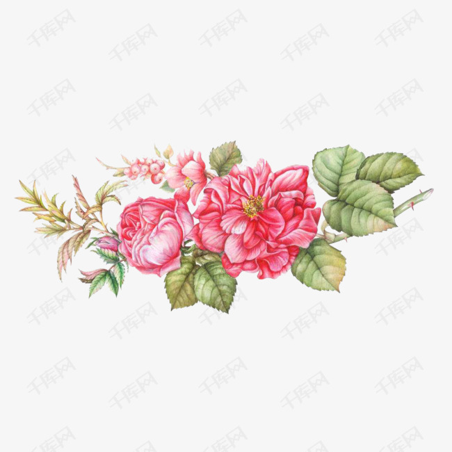 手绘红色的蔷薇花的素材免抠卡通手绘水彩鲜花花朵植物花卉