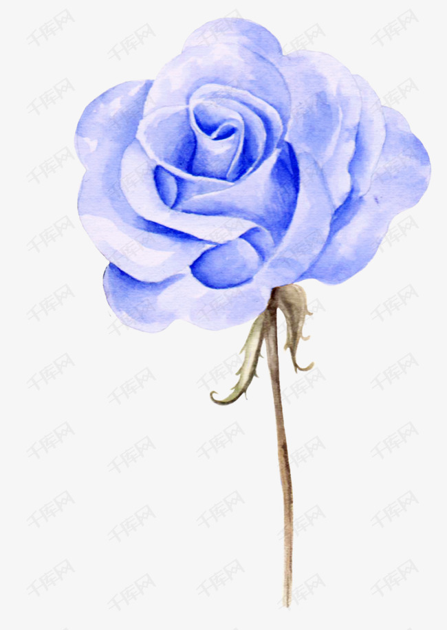 手绘蓝色玫瑰花免抠图素材图片免费下载_高清png_千库