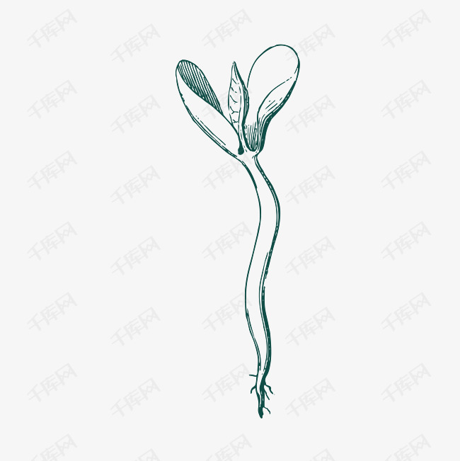 种子发芽矢量素材图案