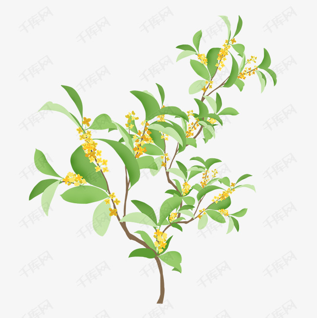 手绘桂花树插画图案