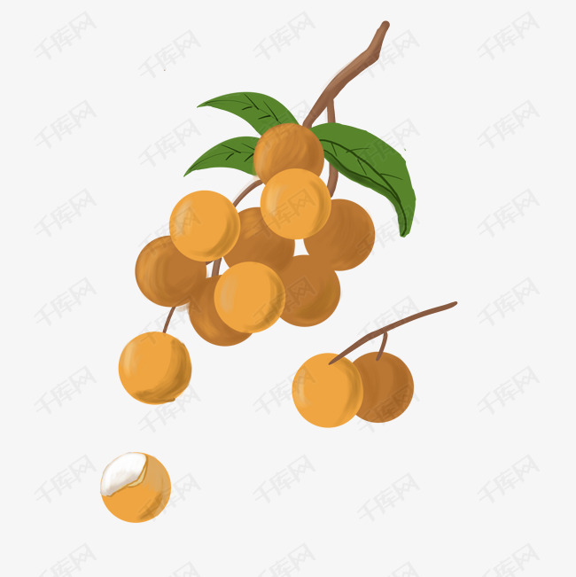风情的素材免抠二十四节气手绘卡通手绘插画民俗风情美食插画吃龙眼