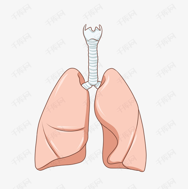 手绘医疗器官主题心肺卡通插画