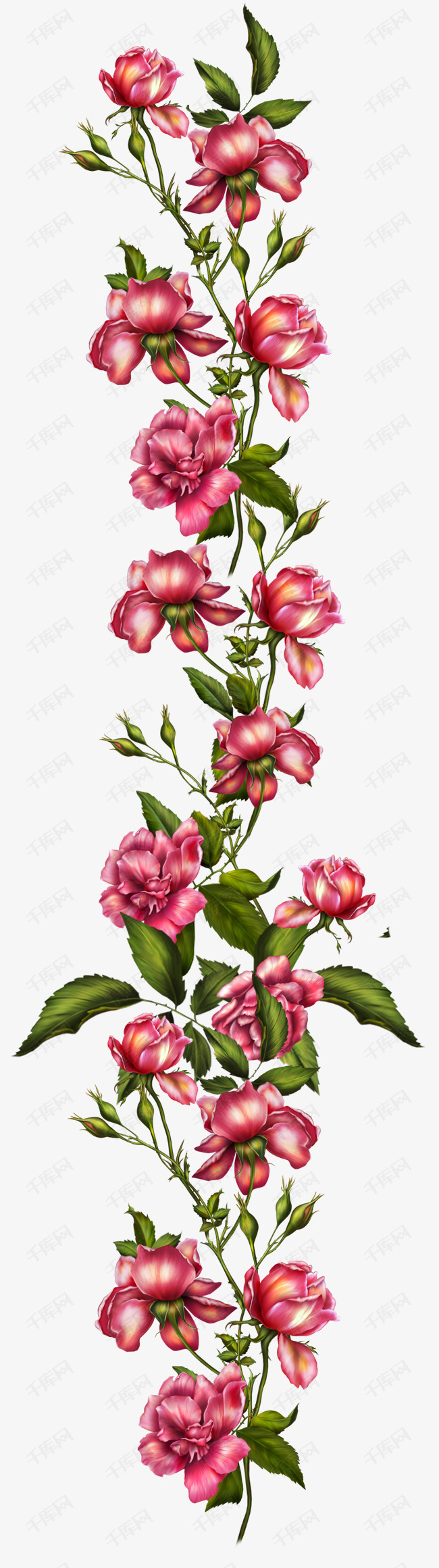 手绘水彩红色蔷薇花