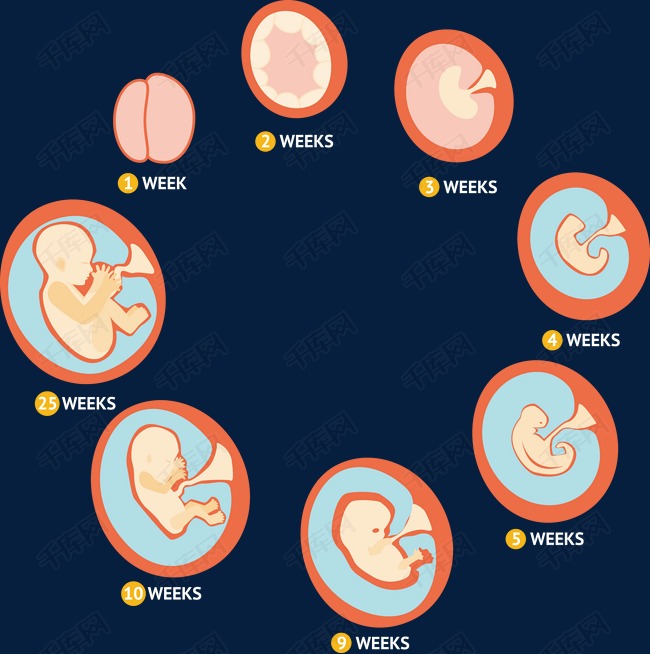 矢量胎儿成长过程