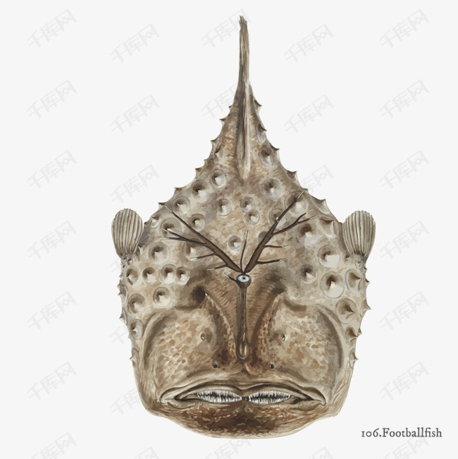 矢量footballfish