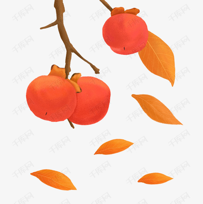 手绘秋天的果实之柿子