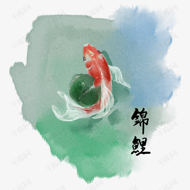 手绘水彩插画红色白色锦鲤