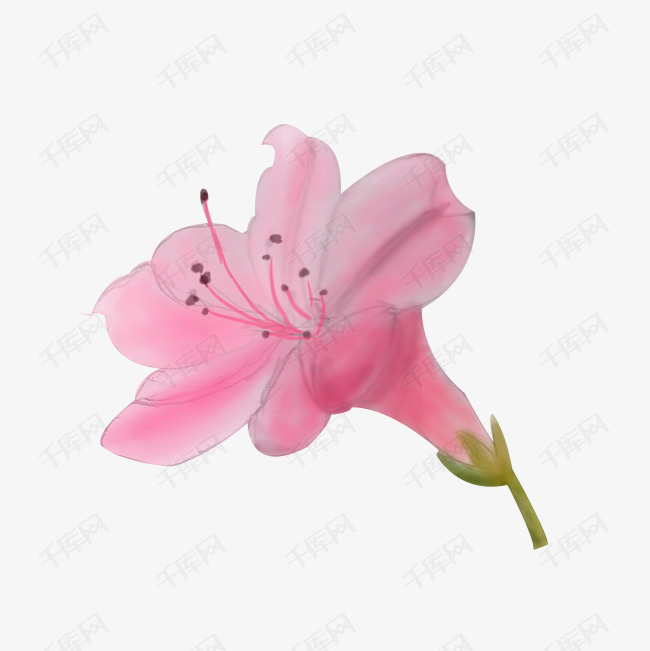 卡通手绘中国风水彩粉色杜鹃花免抠png