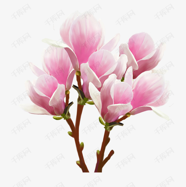 玉兰花丛生植物花朵粉红色白色免抠图