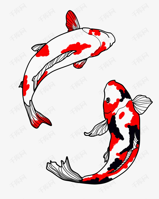 手绘两条锦鲤插画