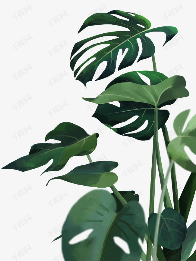 绿植插画绿色龟背竹