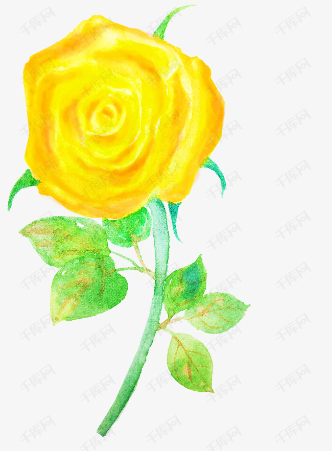 水彩手绘黄玫瑰插画