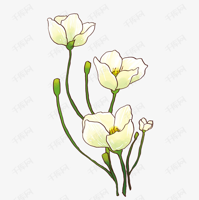 唯美清新白色花卉插画