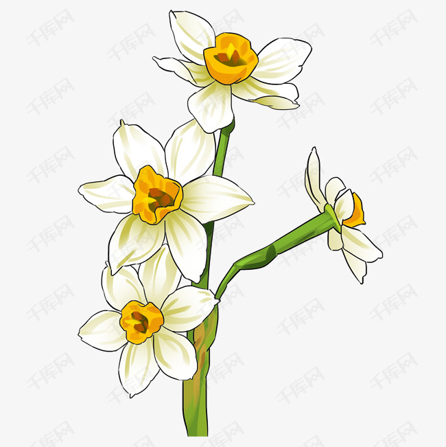 手绘水仙花花枝花朵插画