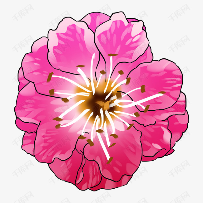 手绘一朵盛开的梅花插画素材图片免费下载_高清psd_千