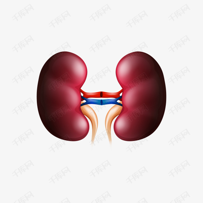 卡通肾矢量图下载