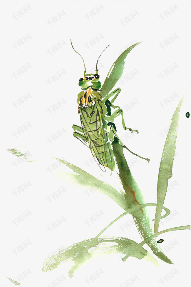 草叶上的蝈蝈水彩画png免抠素材