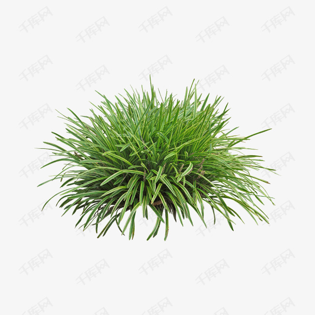 景观植物沿阶草灌木丛