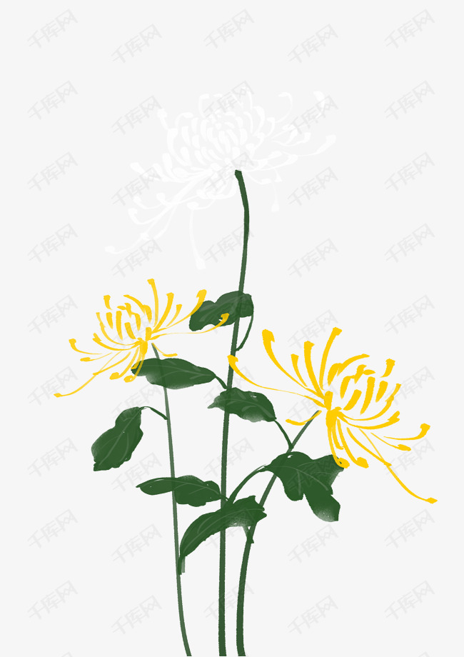 手绘黄色的菊花插画