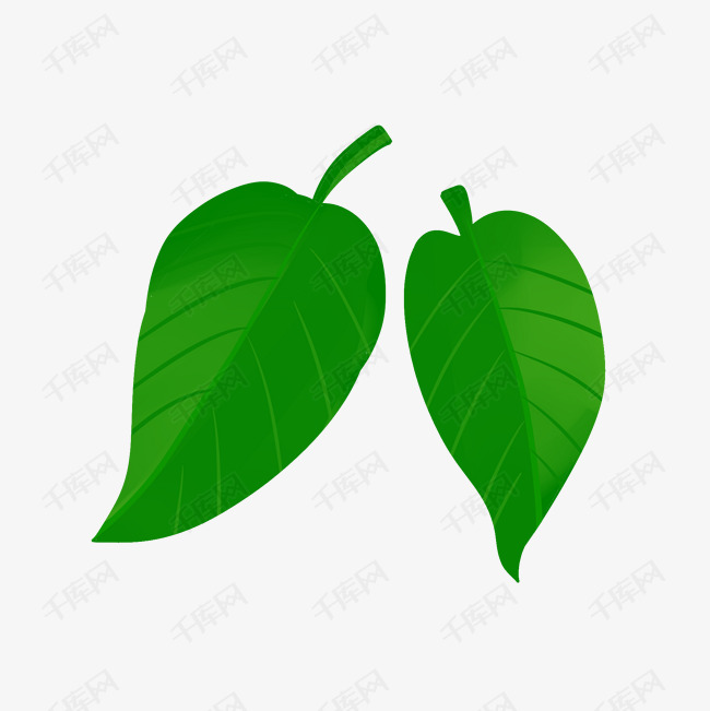 两片叶子绿色植物叶子
