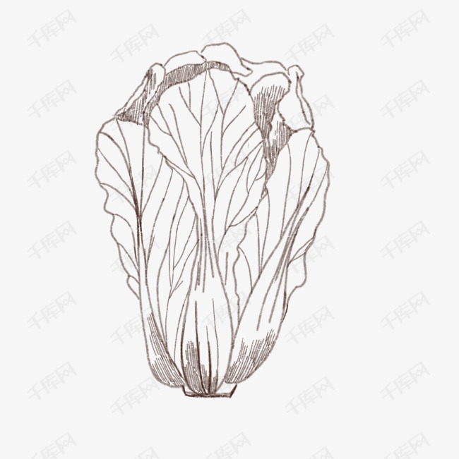 手绘线描白菜插画