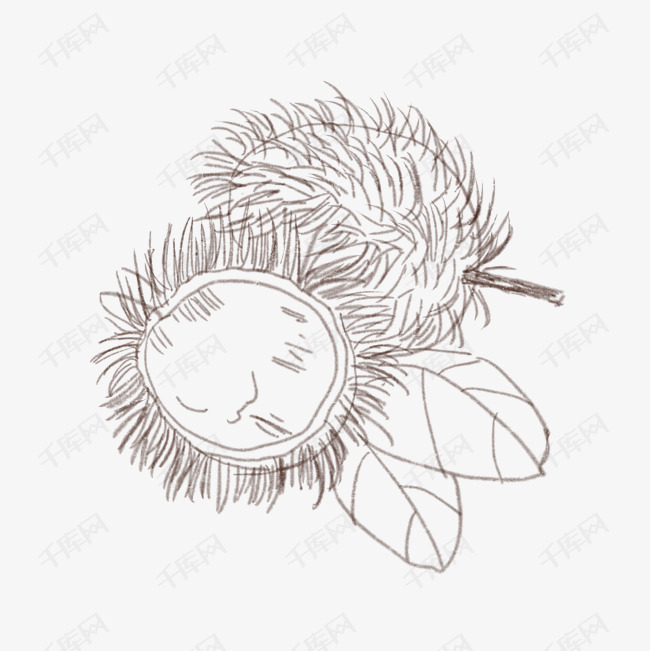 手绘线描红毛丹插画