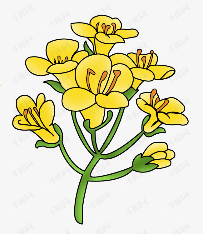卡通黄色的油菜花