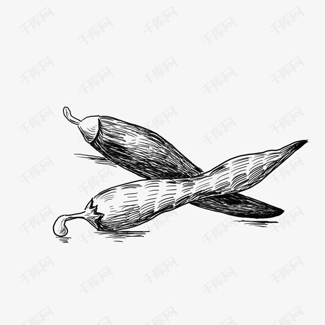 线描辣椒手绘插画