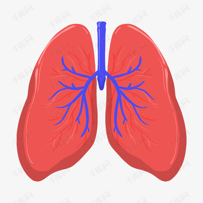 手绘人体器官肺插画