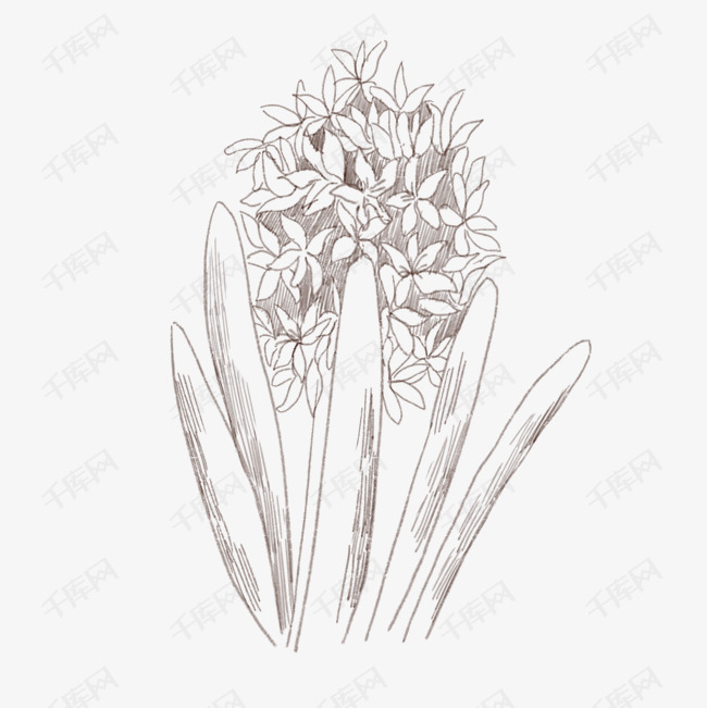 手绘线描风信子插画