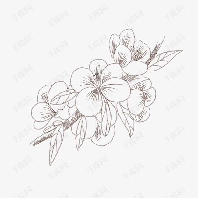 手绘线描海棠插画