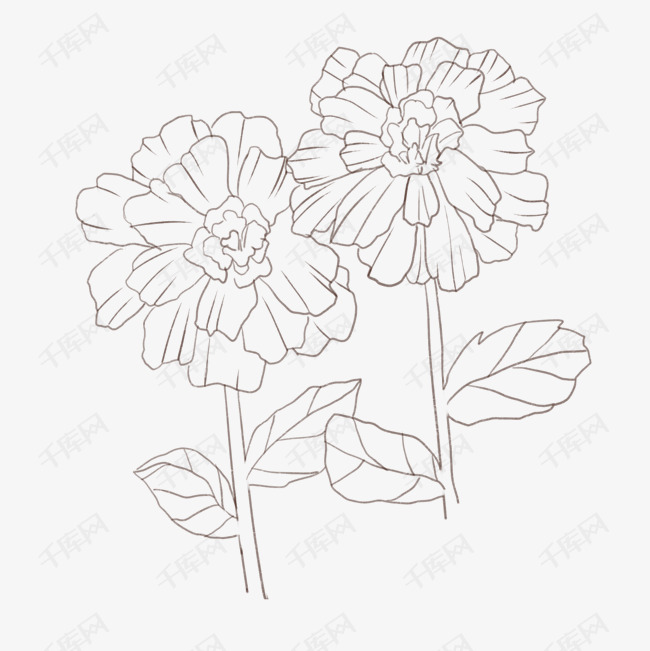 孔雀草线描手绘插画