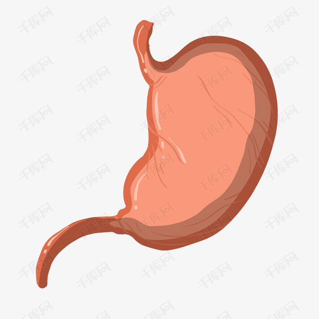 手绘健康的胃插画