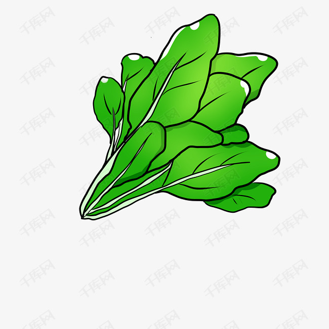 绿色植物青菜菠菜