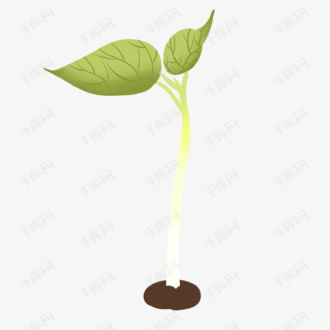 豆芽根茎新鲜发芽装饰种子
