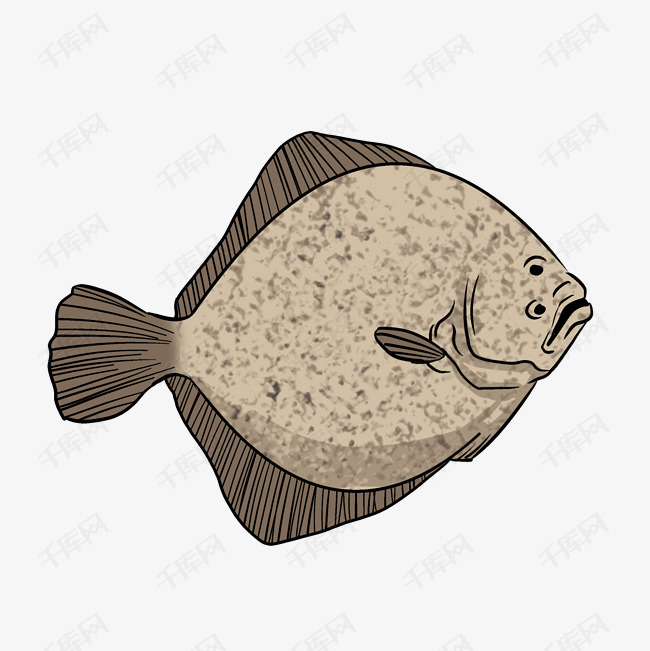 手绘一条比目鱼插画