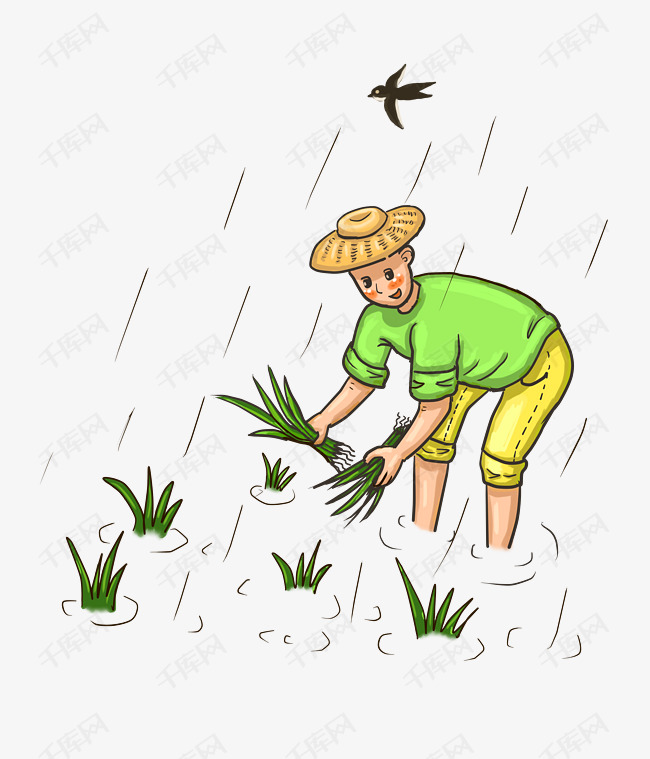 谷雨插秧的小男孩