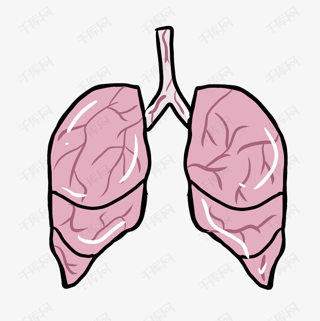 卡通粉色肺部插画的素材免抠身体器官插画健康的肺部两个肺部卡通插画