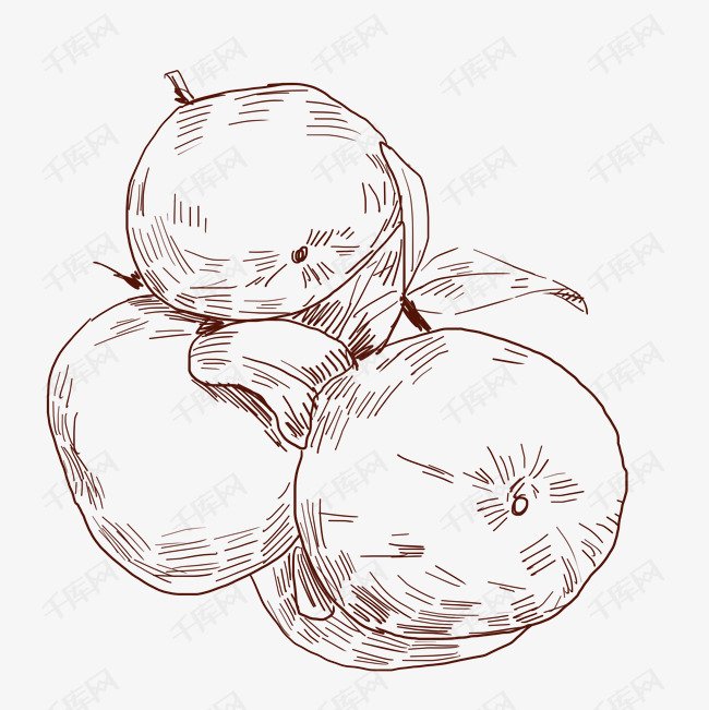 线描橘子水果插画