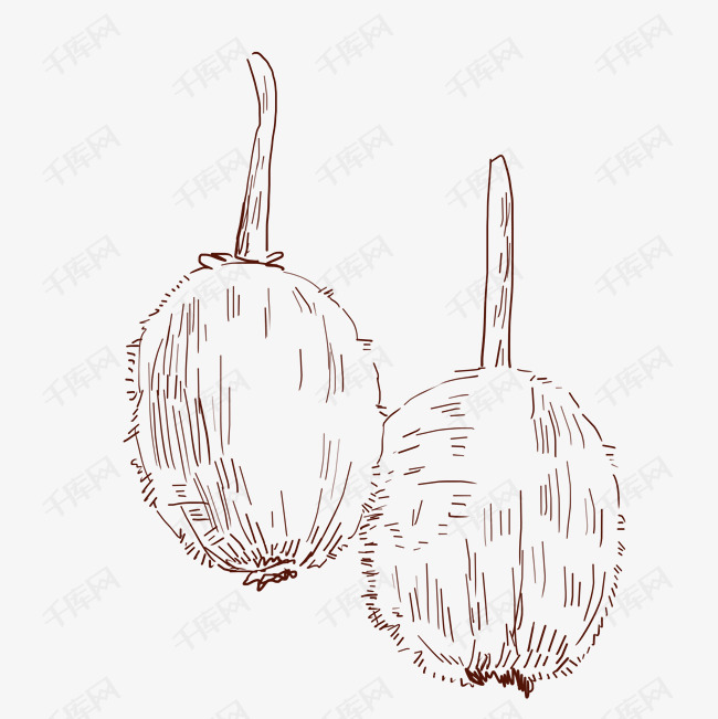 线描猕猴桃水果插画