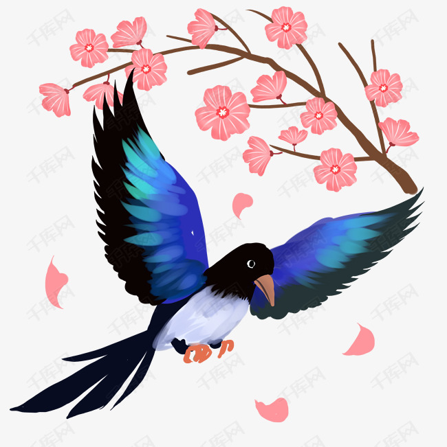春天鸟类美丽的喜鹊