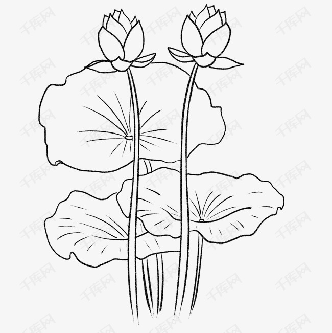 线性素描荷花盛开春天到