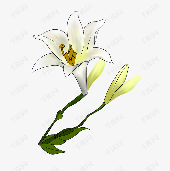 白百合花手绘装饰
