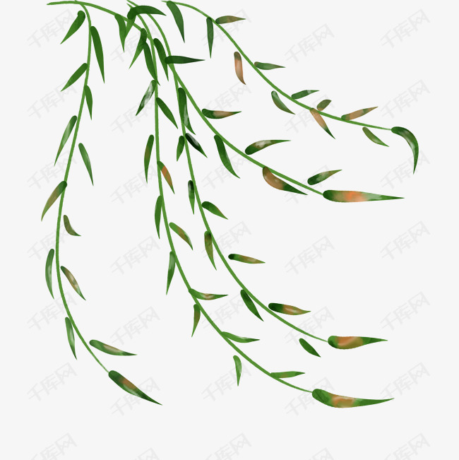 深绿色水彩风渐变飞舞柳条