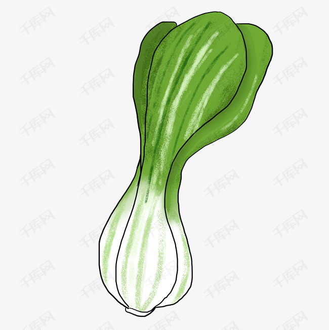 一棵小油白菜插画