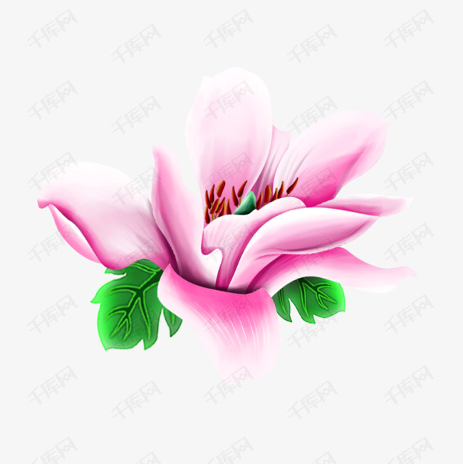 卡通手绘玉兰花开