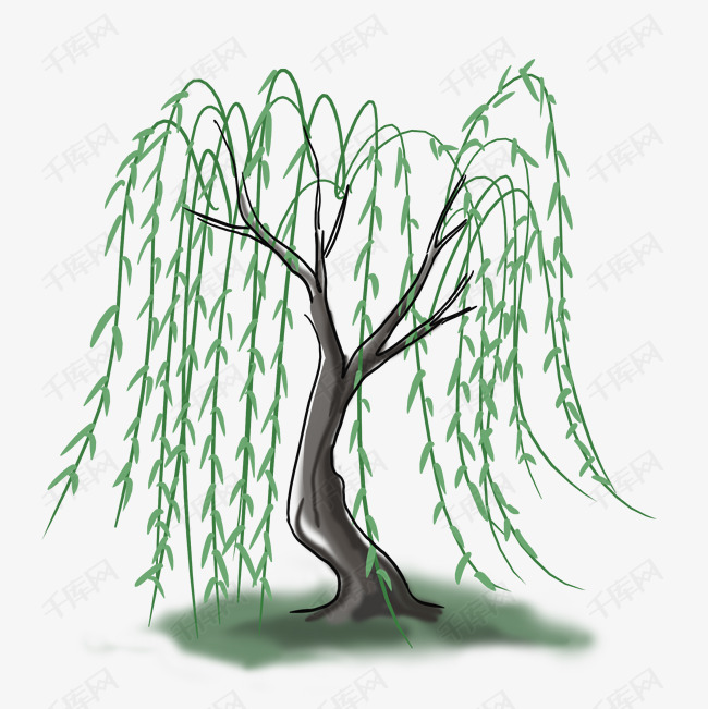 清明节手绘柳树植物