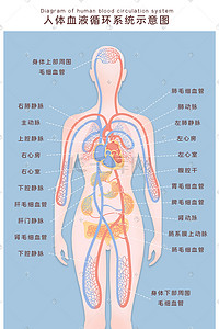 故障系统插画图片_人体血液系统循环示意图