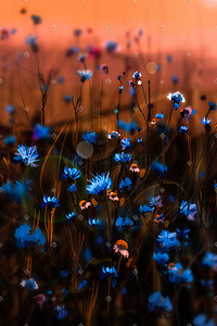 蓝色花卉插画图片_梦幻的蓝色小花花卉