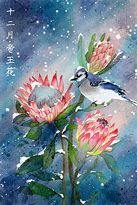 水彩花鸟插画图片_水彩花鸟画十二月花信-十二月-帝王花